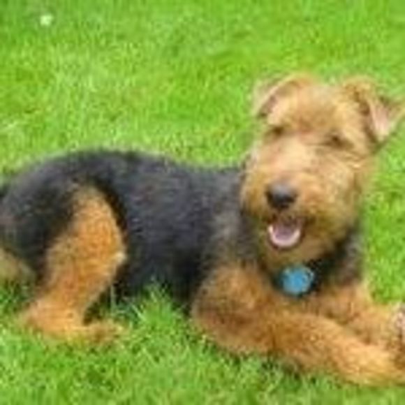 Meet your Posher, Freddy - Picture 1 of 1